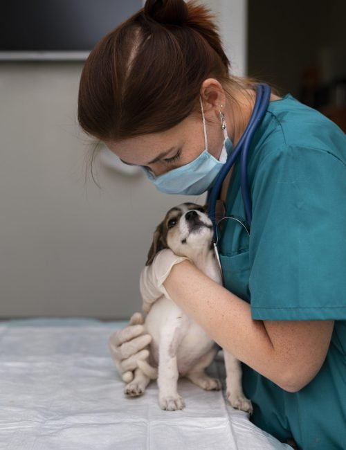cerca-de-veterinario-cuidando-perro